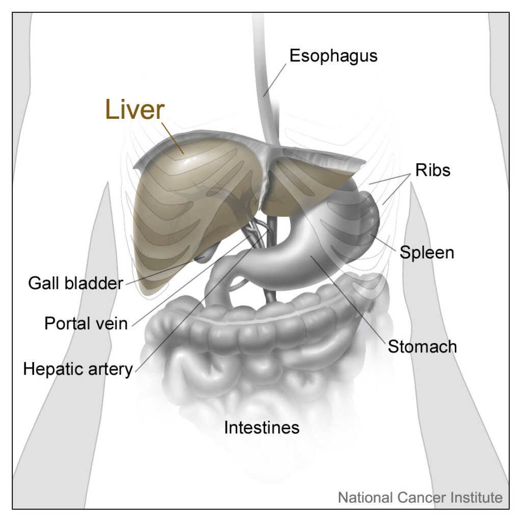 Liver instead of spleen anatomical diagram illustrating wrong organ removal surgery case bdesk.news