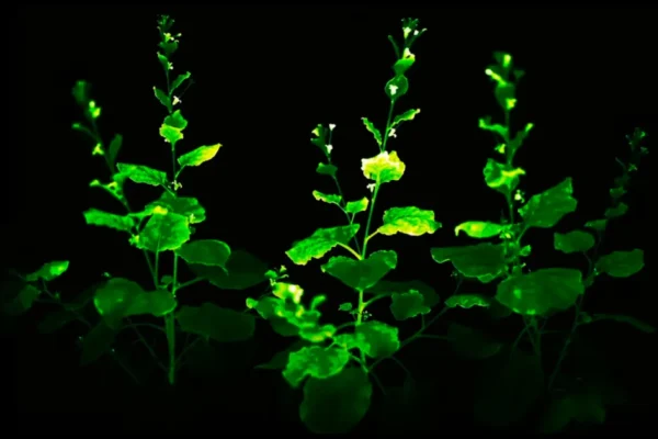 Close-up of glowing plants, green and yellow bioluminescent plants at night, showcasing sustainable urban lighting innovation