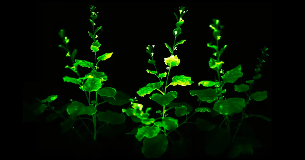 Close-up of glowing plants, green and yellow bioluminescent plants at night, showcasing sustainable urban lighting innovation